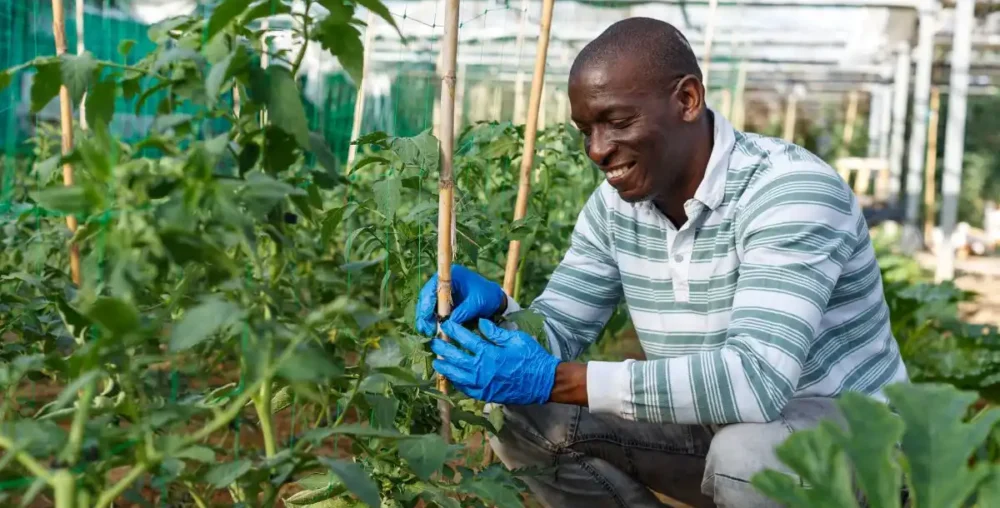 Designing Agriculture for Long-Term Land Preservation