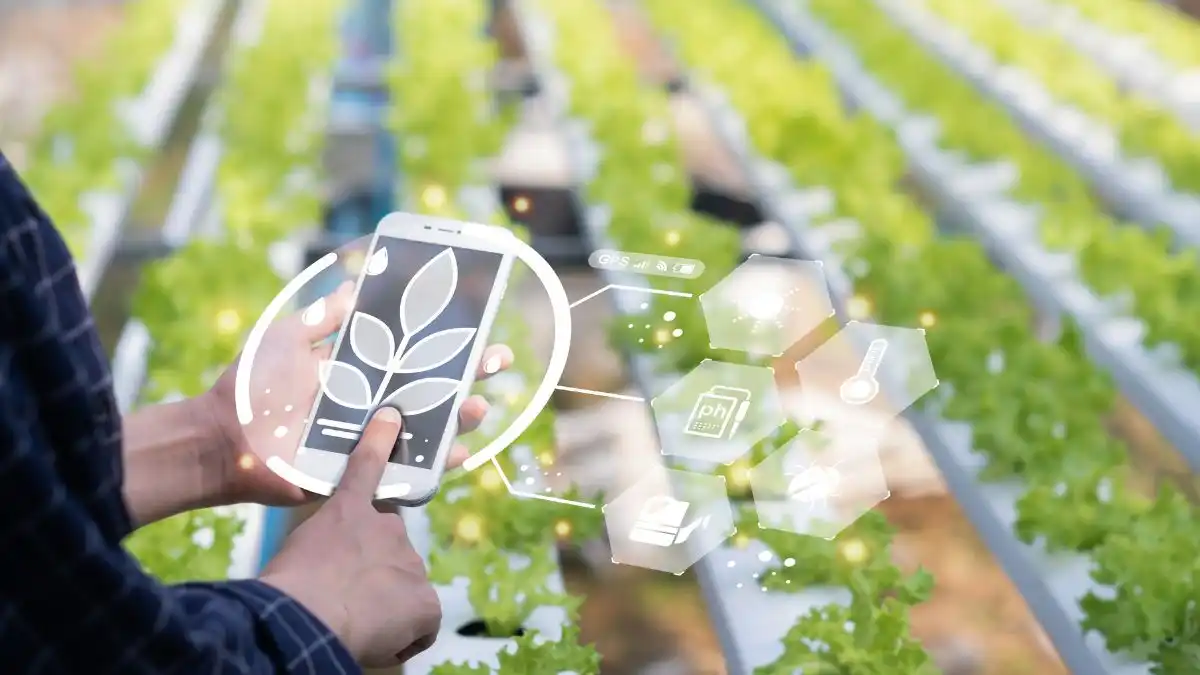 How Technology Drives Productivity at Soumah Agriculture