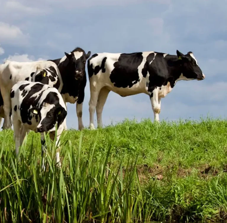 Integrated livestock and dairy operations designed to diversify revenue streams and enhance ecosystem synergies. Feed optimization, resource recycling, and controlled breeding strategies support operational stability and margin improvement.