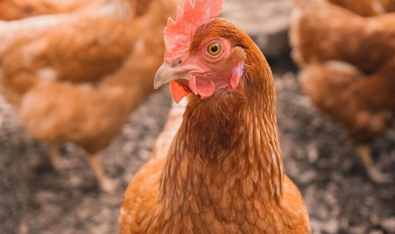 selective focus photography of brown hen