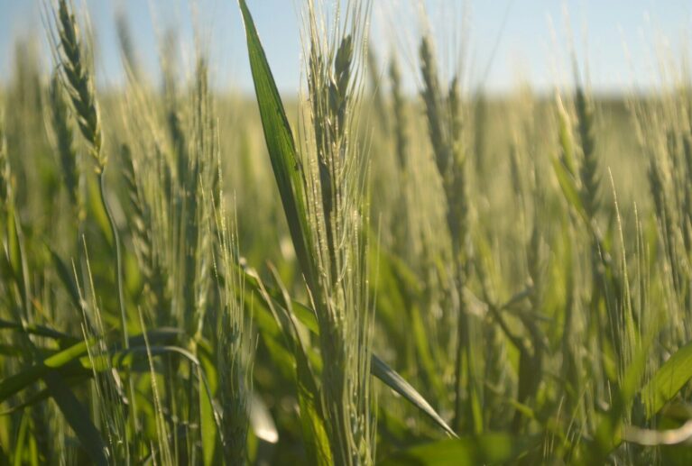 Green wheat field under a clear blue sky.