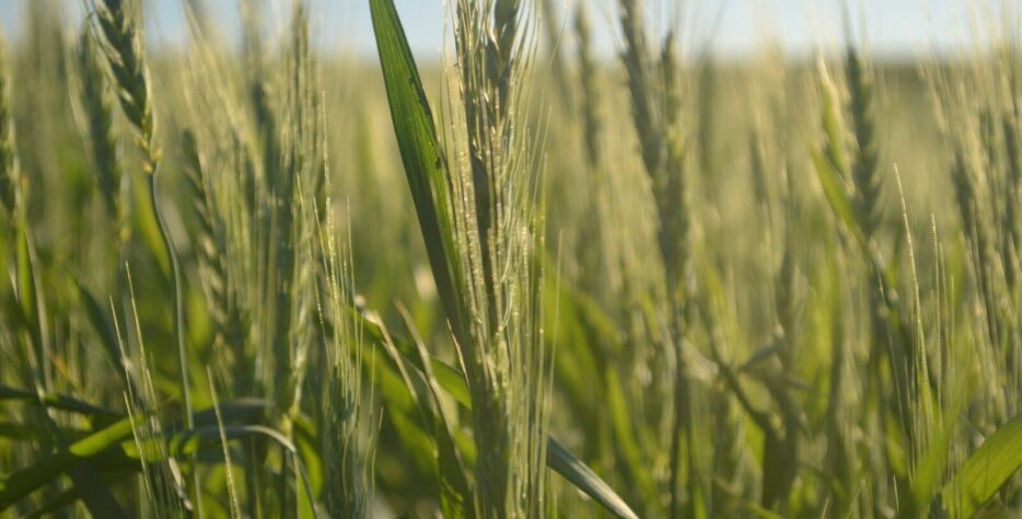 Green wheat field under a clear blue sky.
